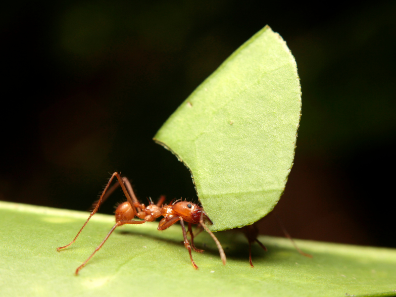 leaf cutter ant