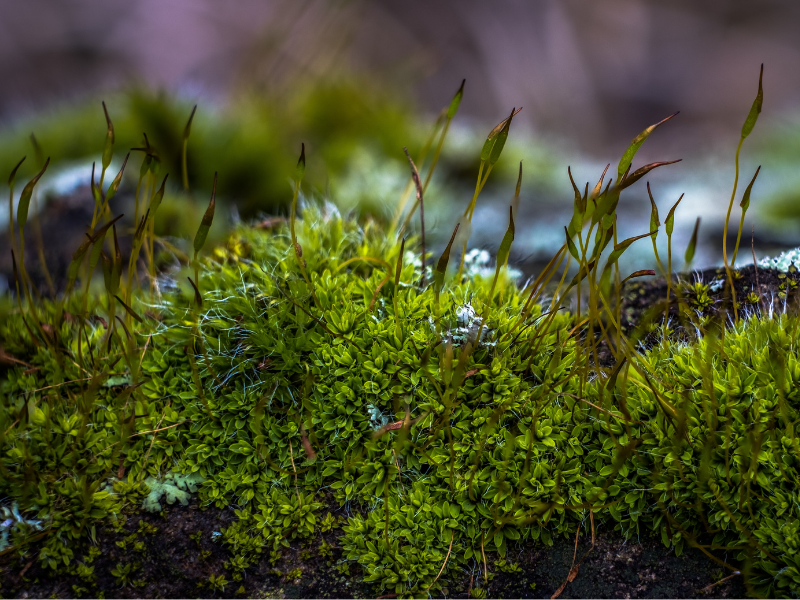 moss