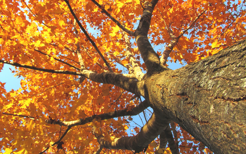 The Maple Tree