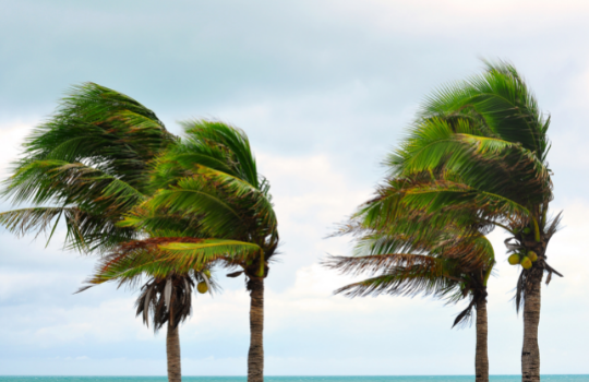 palm trees blowing in the wind.