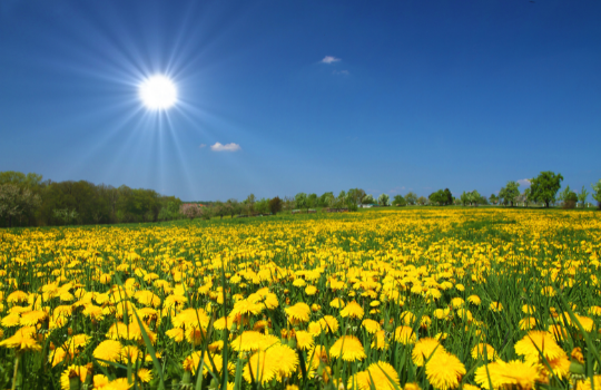 field of yellow flowers on a sunny day.