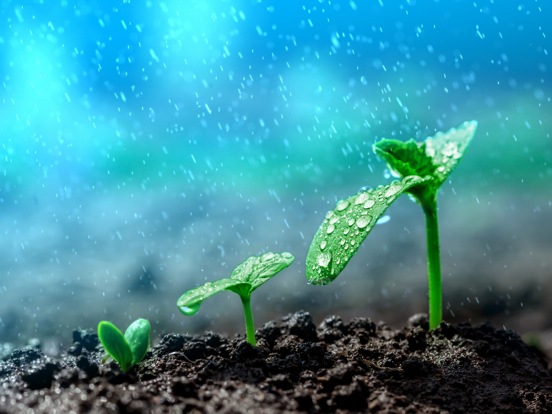 plants watered by the rain