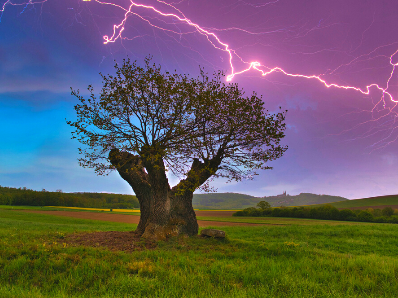 lightning striking a tree.