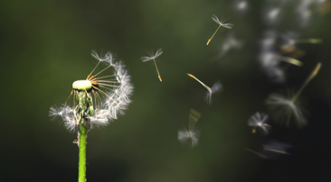 wind blowing seeds off dandelion