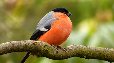 bird on the branch during the day.