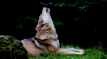 wolf howling at dusk.