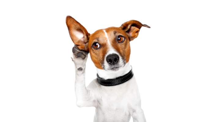 dog in a comical pose as if they are listening.
