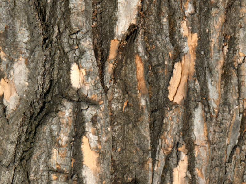 ALTTEXT: Enter key opens full-screen view with caption; escape key exits full screen.