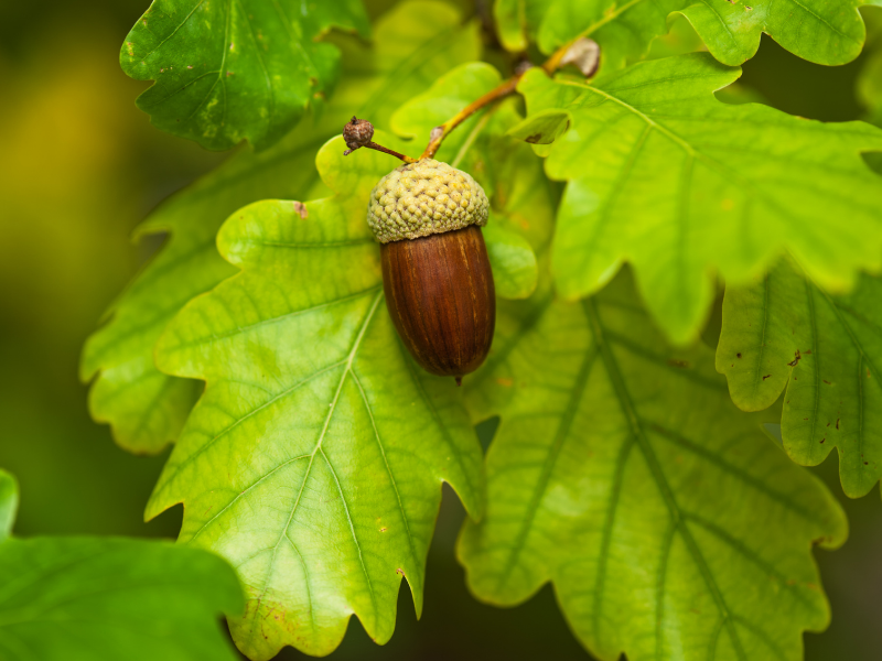 ALTTEXT: Enter key opens full-screen view with caption; escape key exits full screen.