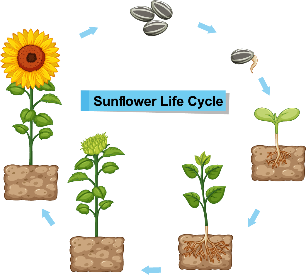 life cycle of a sunflower.