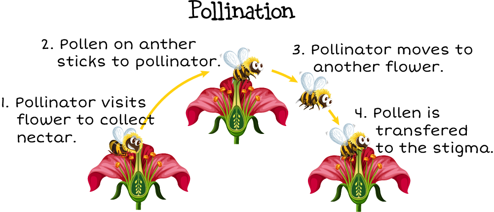 shows the 4 steps of how a bee takes pollen from one flower to another.