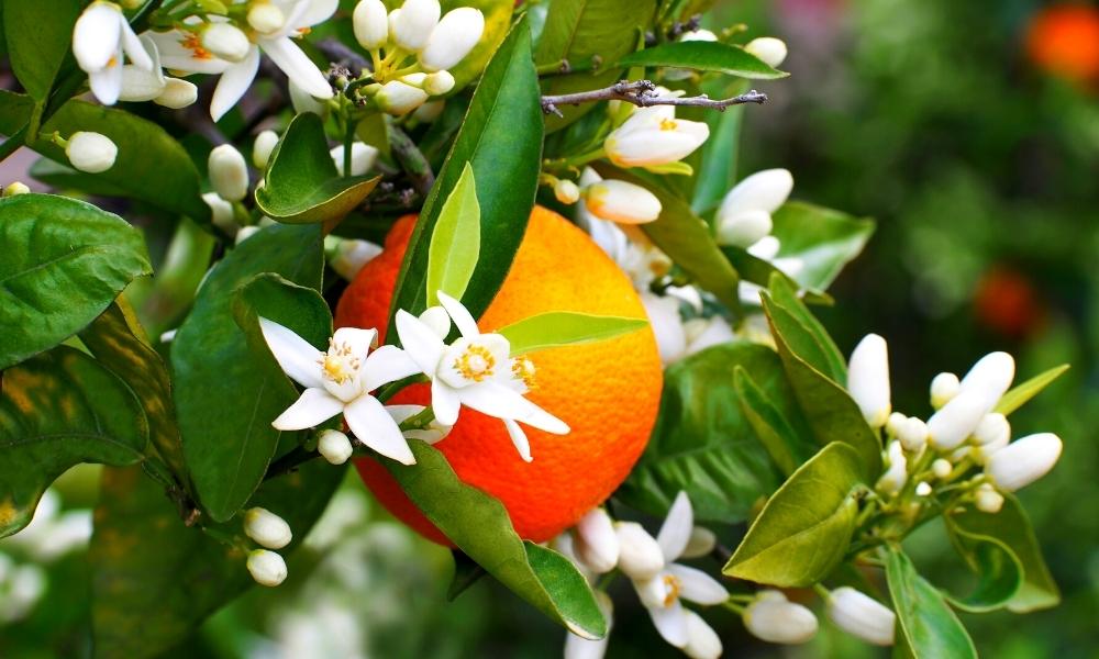 Orange tree with blossoms and fruit.