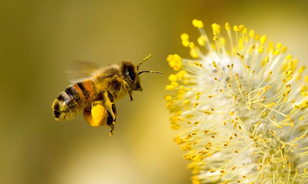 flying bee about to land on a flower to collect pollen.