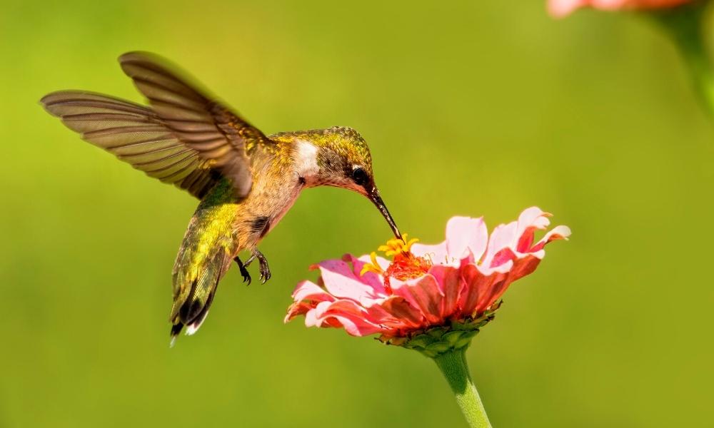 hummingbird sucking nectar from a flower while flying.