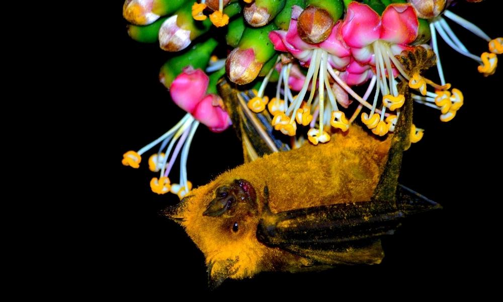 bat hanging from a branch with flower blossoms.