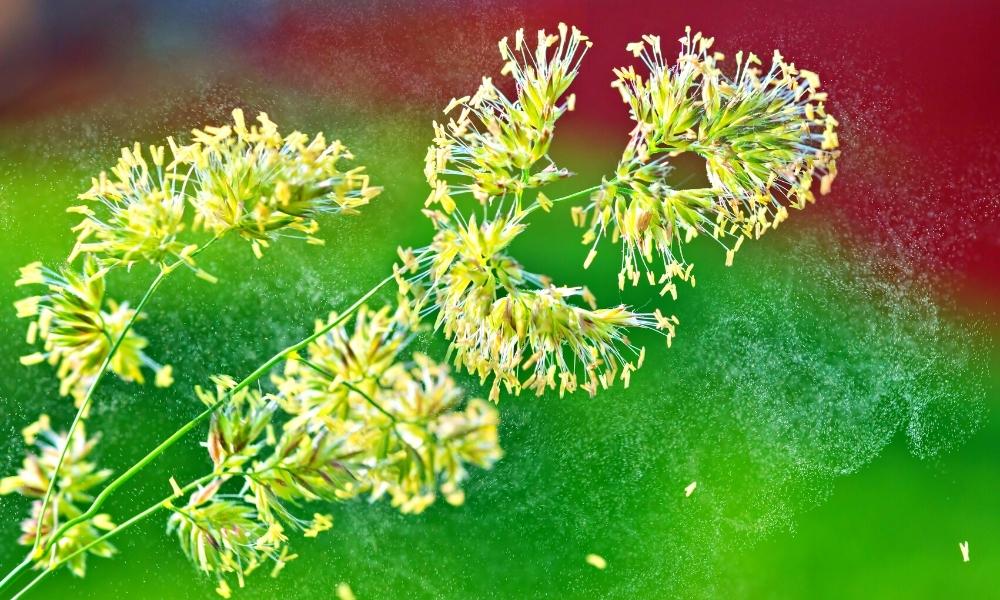 wind blowing tiny pollen particles from a wild flower into the air.