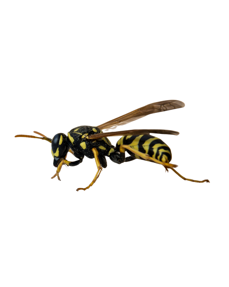 wasp