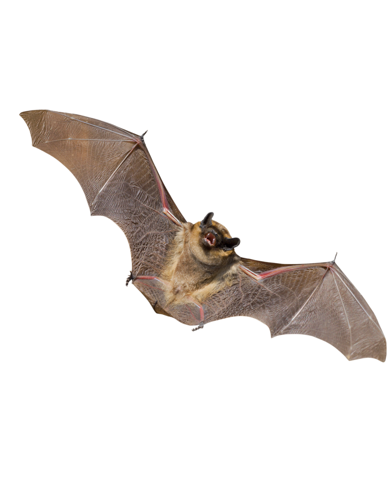 bat