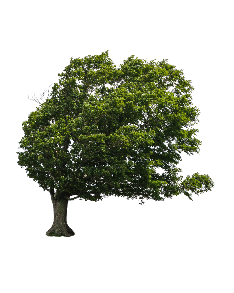 tree blowing in the wind