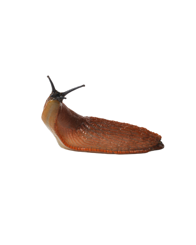 slug