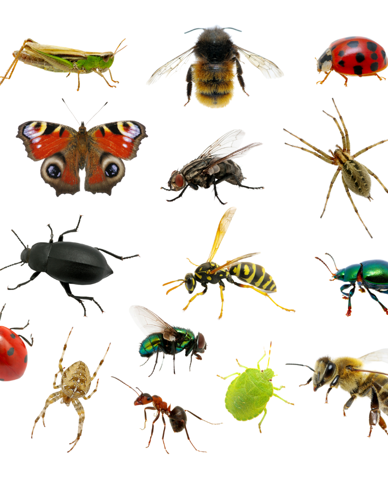 insects