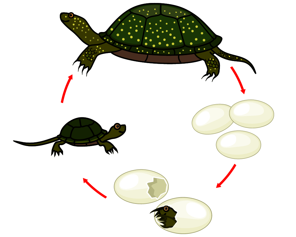 life cycle of the turtle: eggs, hatchling, juvenile, adult. 