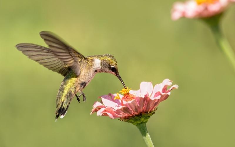 life cycle of a sunflower.