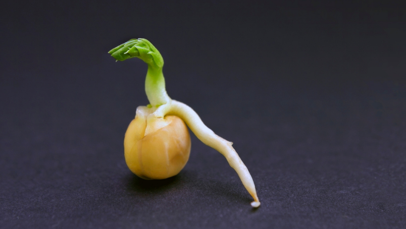 Pea seed germination. A green pea sprout ready for seedling.