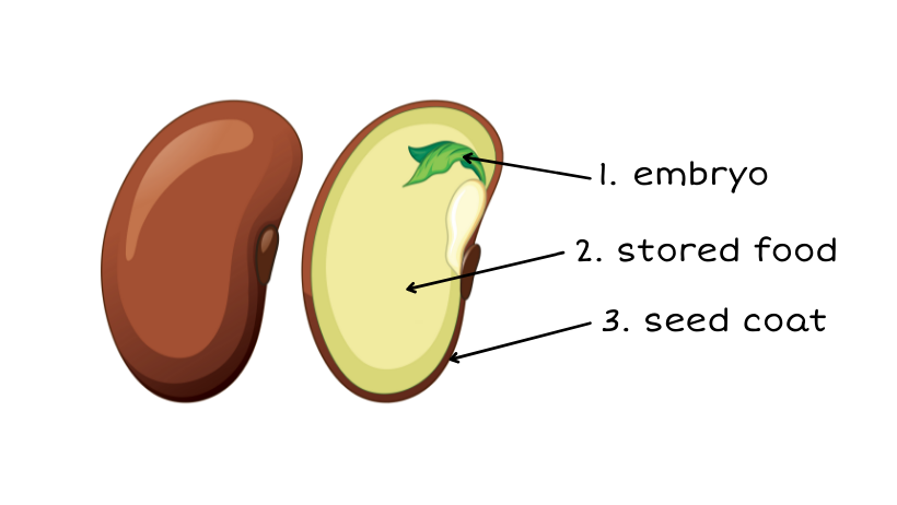 Diagram showing parts of dicot seed.