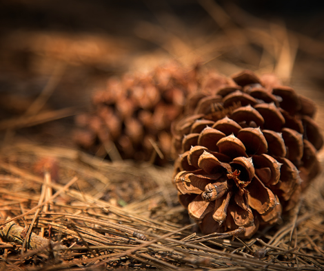 Fir cones on the forest floor.