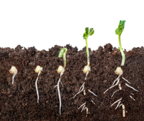 The process of seed germination in the soil.