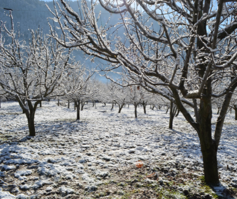 Apple trees in Winter.