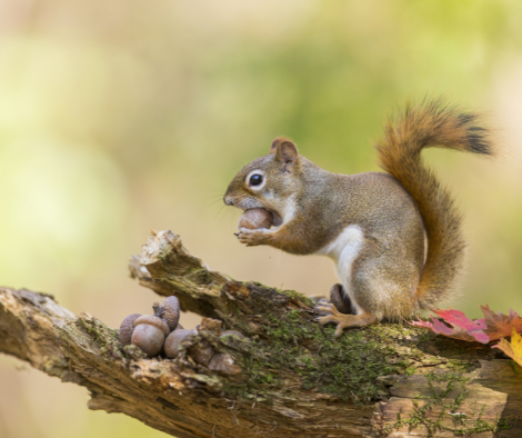 American red squirrel in autumn golden light eating acorn.