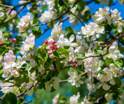 Apple trees flowers. the seed-bearing part of a plant.