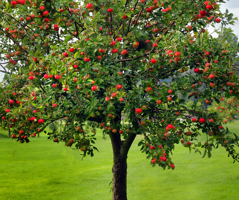 Large healthy apple tree with apples waiting for harvest