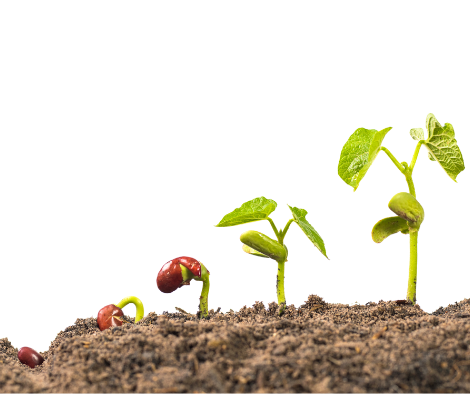 seed germination process