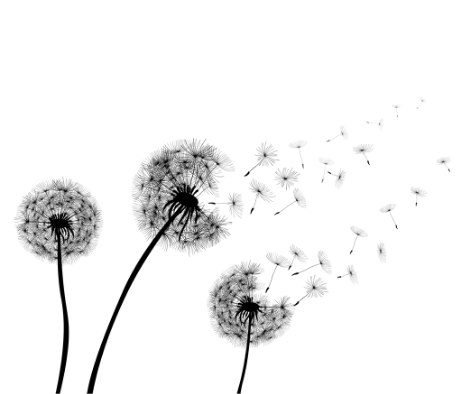 Dandelion with flying seeds.