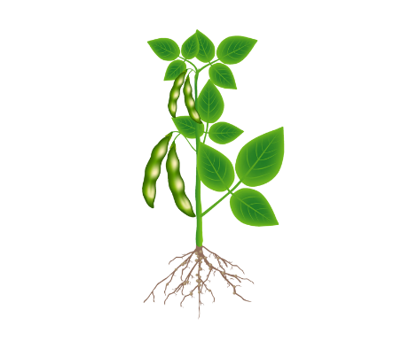 Full grown soybean plant.