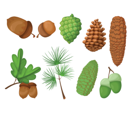 Green and brown pinecones.