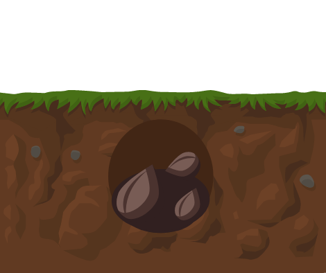 Seeds in the ground.