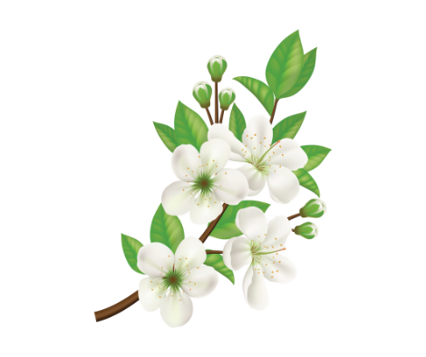 Blossoming Apple Tree Twig.