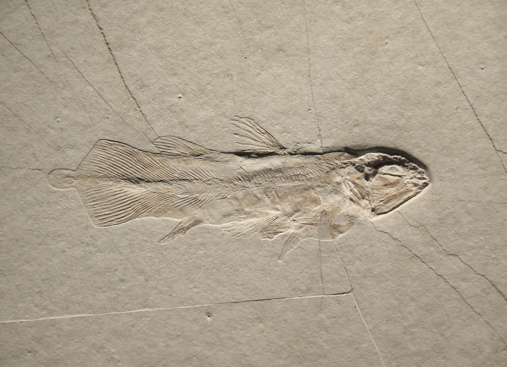 form of a fish preserved in stone