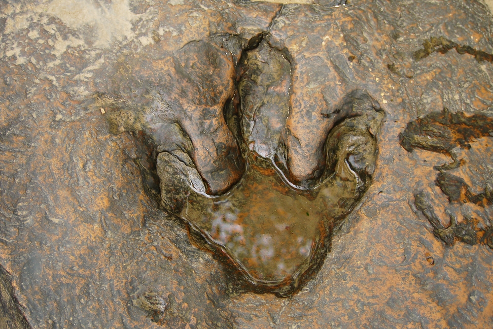 dinosaur footprint fossil
