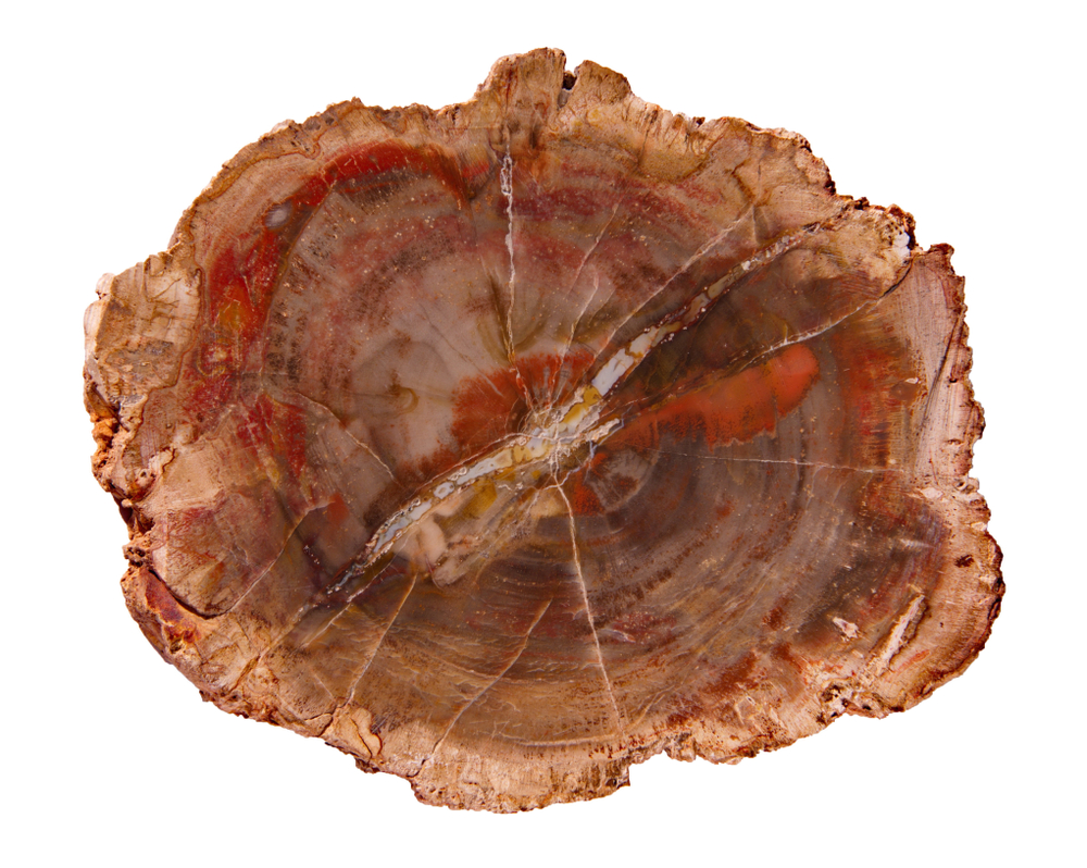 petrified wood