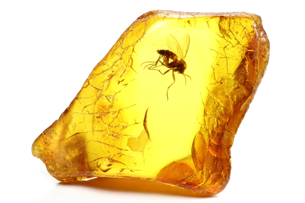 bee in amber
