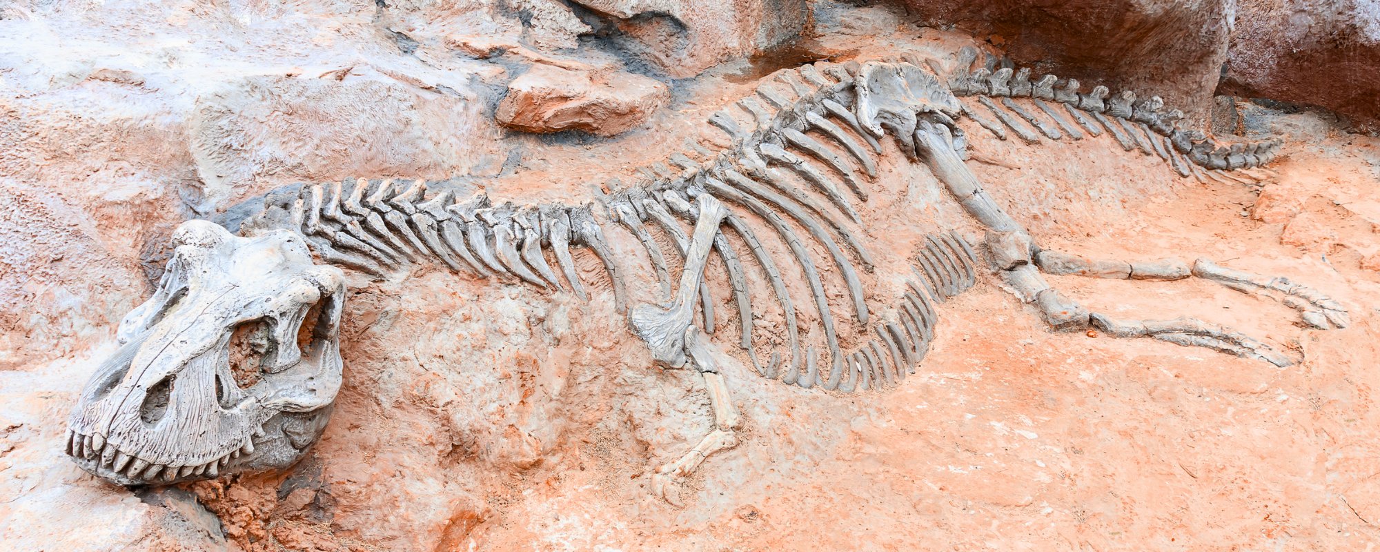 tyrannosaurus rex fossil