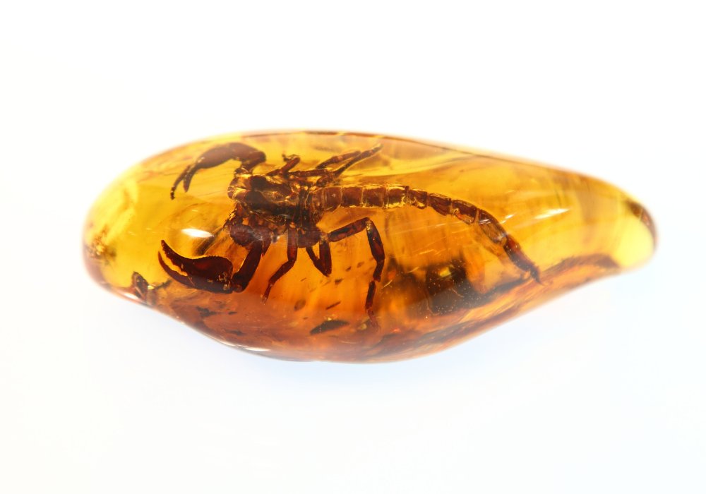Scorpion preserved in amber.
