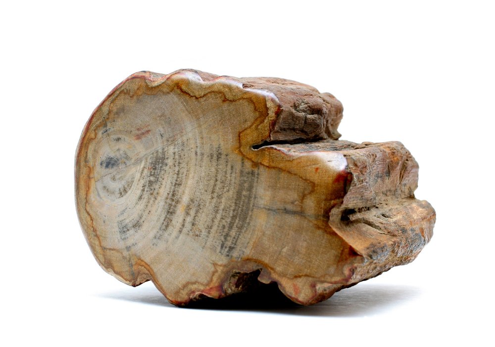 Petrified wood.