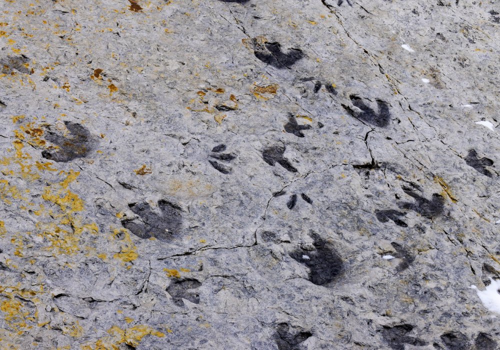Dinosaur footprints preserved in stone.