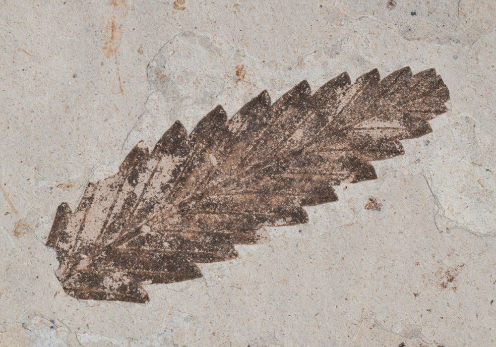 Impression of a leaf preserved in stone.